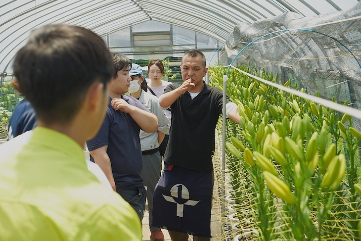東京都立農産高校学生がLAユリ「カバリア」授業で採花