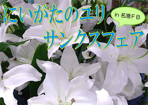 9月11日（金）愛知名港花き地方卸売市場（株）名港フラワーブリッジにて、日頃のご愛顧に感謝して「にいがたのユリ　サンクスフェア」がおこなわれます。