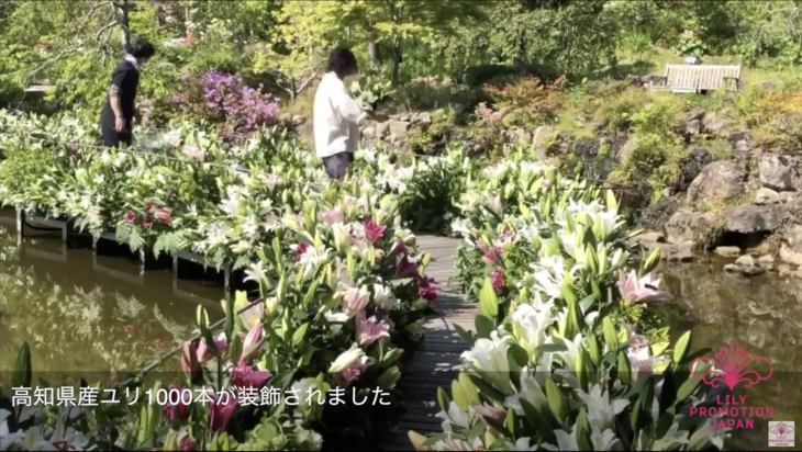 1,000本の高知県産ユリが彩るLily Road　～花と人の架け橋～ 　リリーアンバサダーが協力